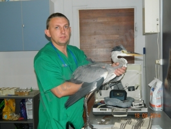 Ветеринарный врач орнитолог в Москве.