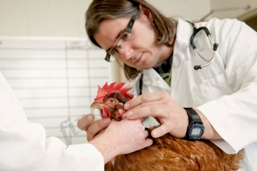 Ветеринарный врач для с/х животных и домашних птиц.