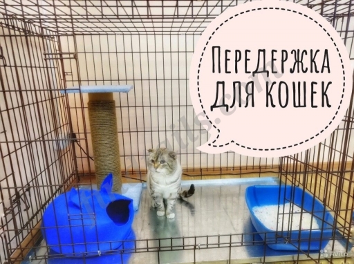Передержка кошек «Кошавель» Услуги для владельцев животных